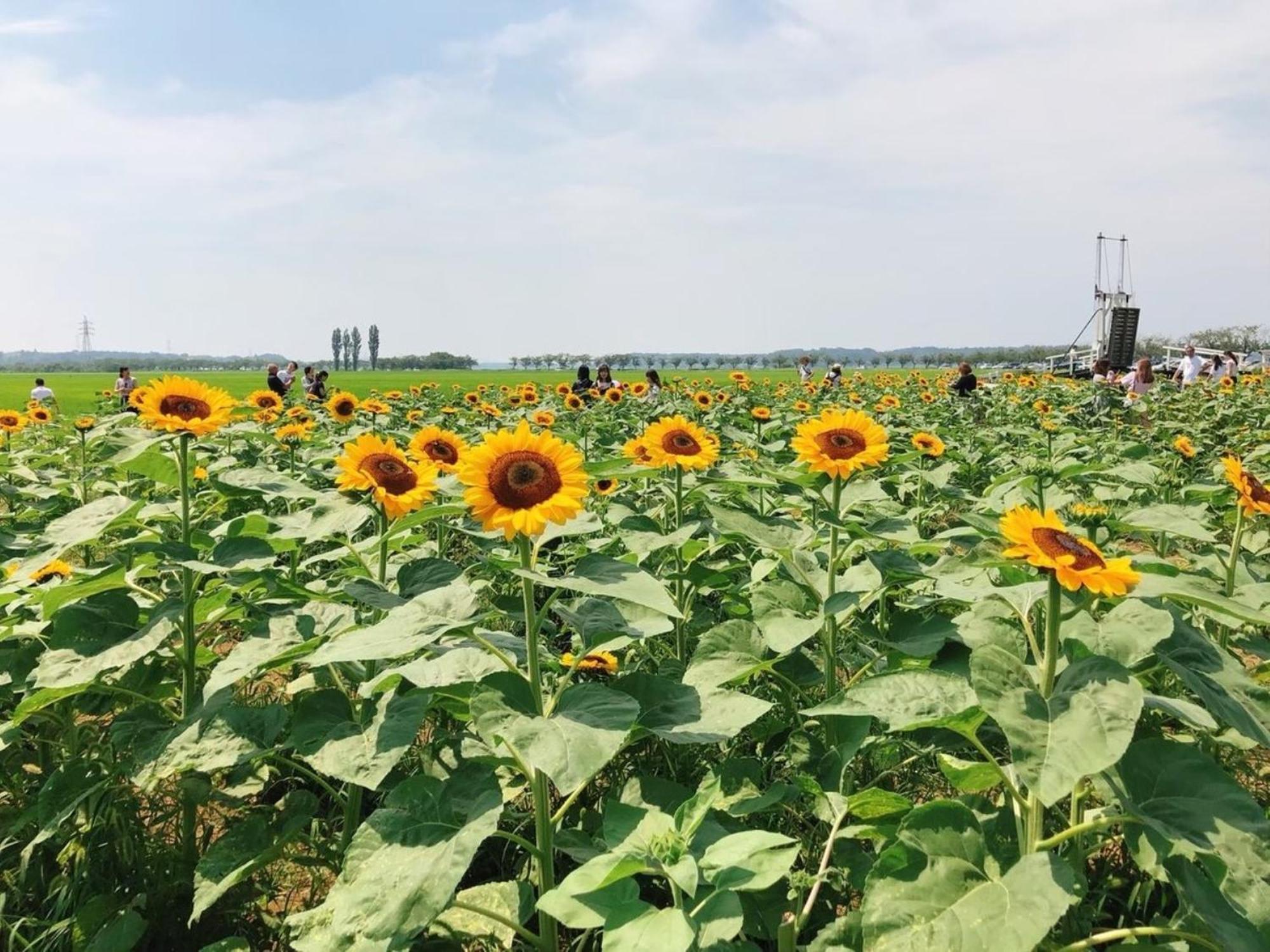 Vessel Inn Keisei Tsudanuma Station Narashino Екстер'єр фото